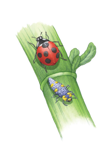 How to Attract Ladybugs (Lady Beetles) to Your Garden